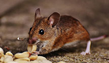 24 Hour & Emergency Exterminators in Fond Du Lac, WI